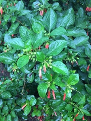 Iochroma fuchsioides