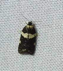 Dichelia cosmopis