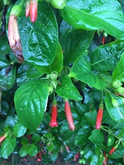 Iochroma fuchsioides