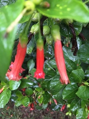 Iochroma fuchsioides