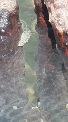 Spurilla braziliana