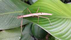Lobolibethra