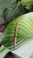 Lobolibethra