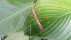 Lobolibethra