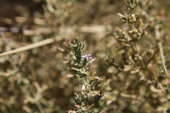 Frankenia salina