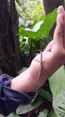 Lobolibethra