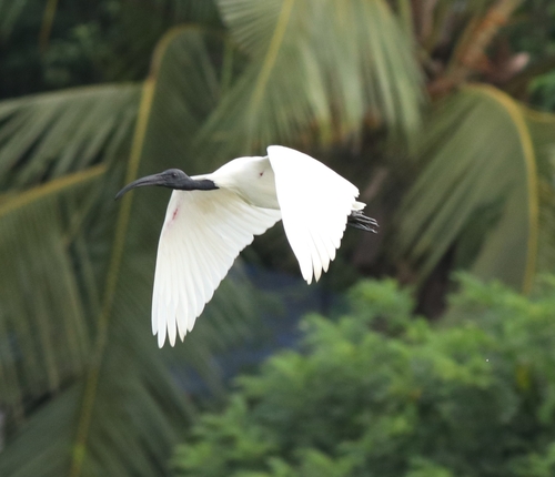 Ibis à tête noire