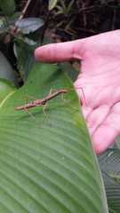 Lobolibethra