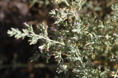 Frankenia salina