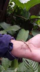 Lobolibethra