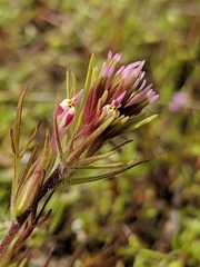 Castilleja brevistyla