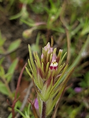 Castilleja brevistyla