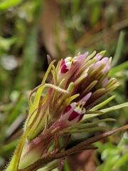 Castilleja brevistyla