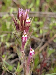 Castilleja brevistyla