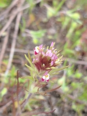 Castilleja brevistyla