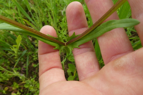 Valerianella coronata iNat (2)