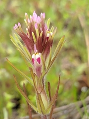 Castilleja brevistyla