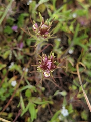 Castilleja brevistyla