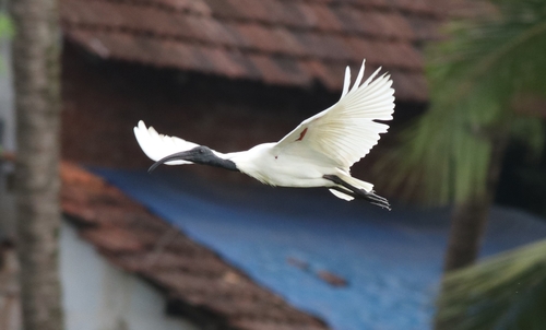 Ibis à tête noire