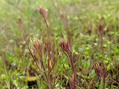Castilleja brevistyla