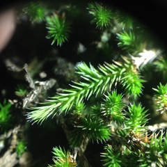 Selaginella sellowii
