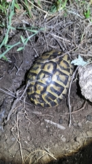 Testudo hermanni hermanni