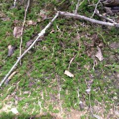 Selaginella sellowii