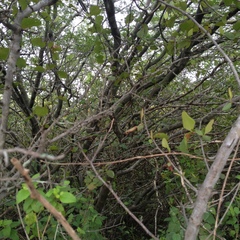 Libidibia paraguariensis