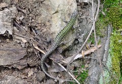 Podarcis muralis