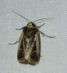 Proteuxoa tortisigna