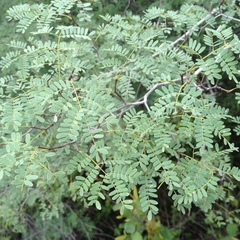 Libidibia paraguariensis