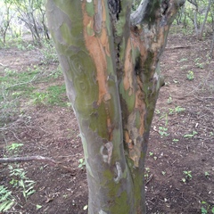 Libidibia paraguariensis