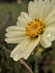 Layia glandulosa