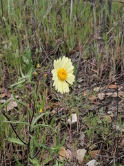 Layia glandulosa
