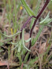 Layia glandulosa