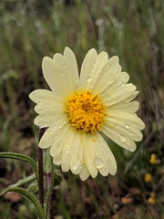 Layia glandulosa