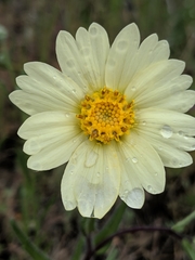 Layia glandulosa