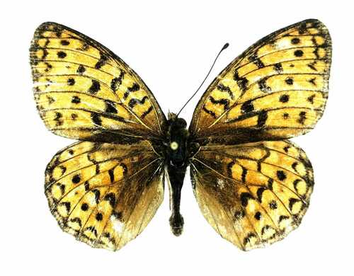 Argynnis xipe