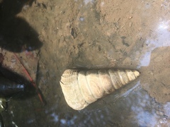 Telescopium telescopium