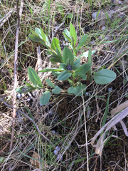 Mertensia oblongifolia