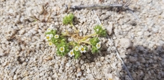 Linanthus maculatus maculatus