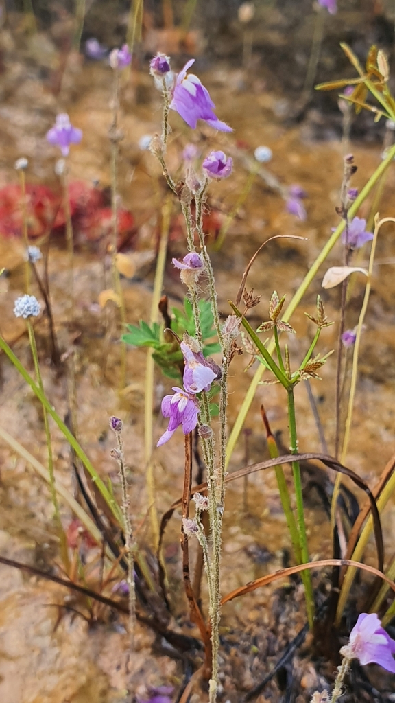 Utricularia hirta Klein ex Link