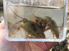 Lacunicambarus nebrascensis