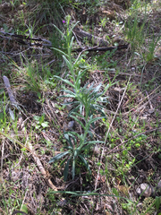 Boechera divaricarpa