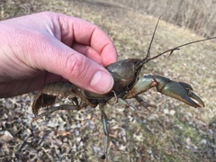 Lacunicambarus nebrascensis