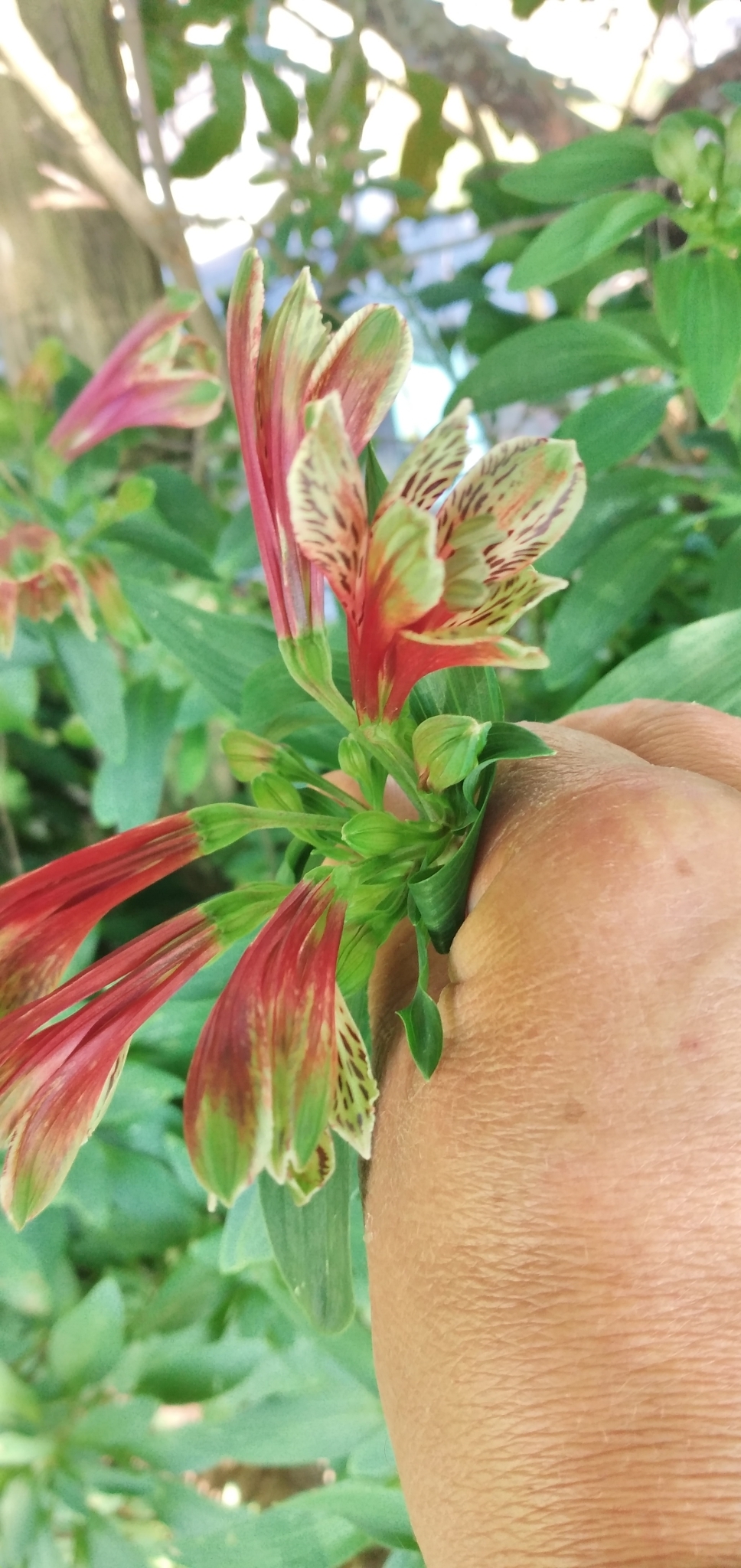 Alstroemeria psittacina