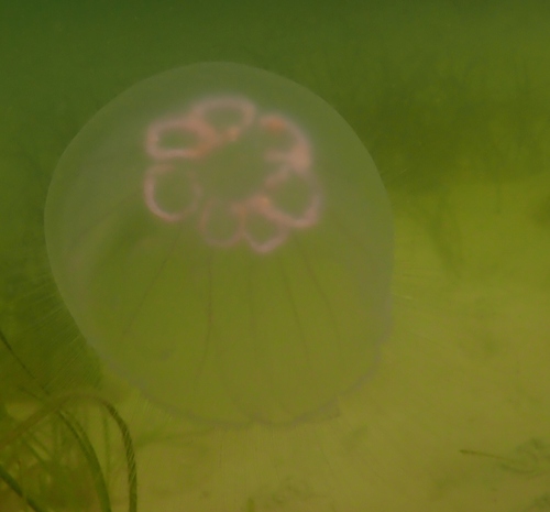 Common Moon Jelly (Aurelia aurita), a species recorded in Massachusetts