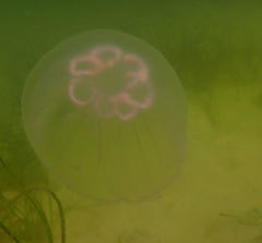 Aurelia aurita