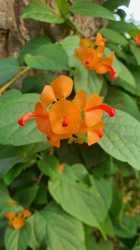 Holmskioldia