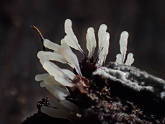 Stemonitopsis typhina